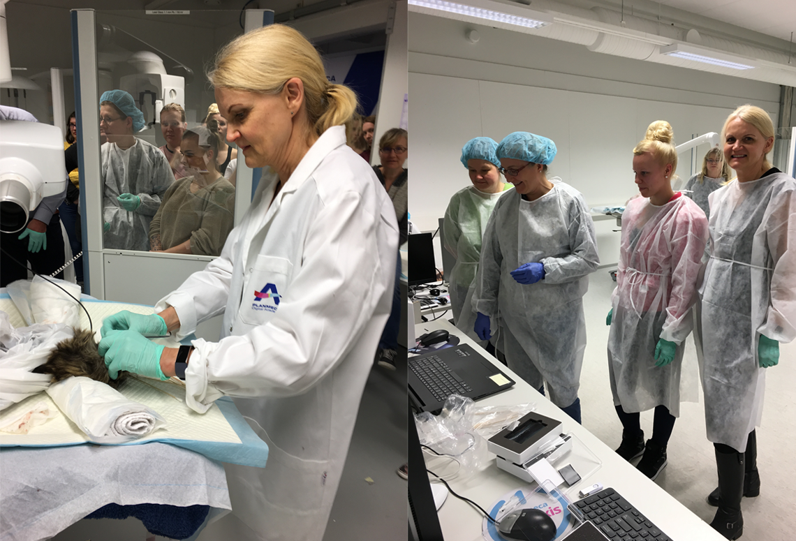 Better veterinary dental care through training