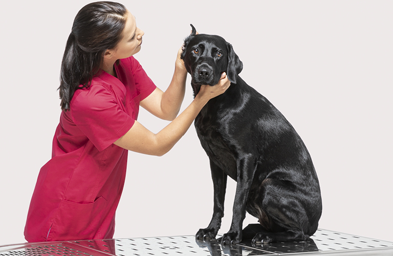 Veterinary Group Solutions